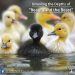 The Ugly Duckling